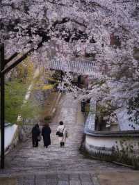 【奈良×桜】広大な境内をピンクに染める桜スポットを紹介🌸