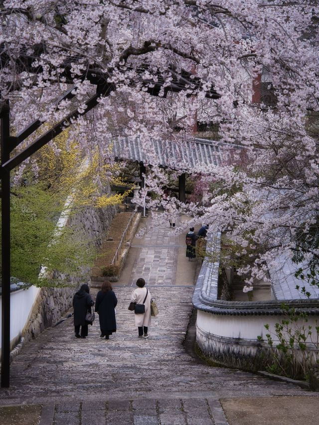 【奈良×桜】広大な境内をピンクに染める桜スポットを紹介🌸
