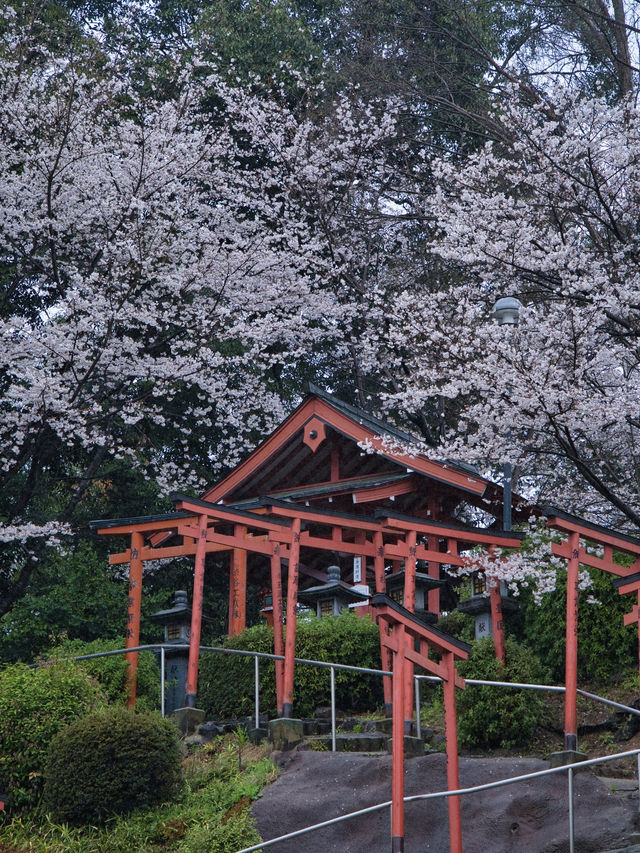 【奈良×桜】参道から本堂、展望台まで500本の桜が咲き誇るスポット🌸