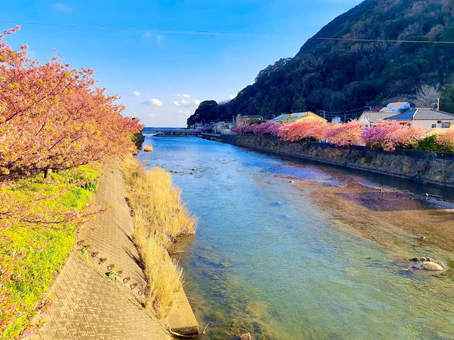 Kawazu Sakura, Shizuoka