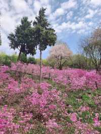 진잘래동산 벚꽃축제 인생샷🌸