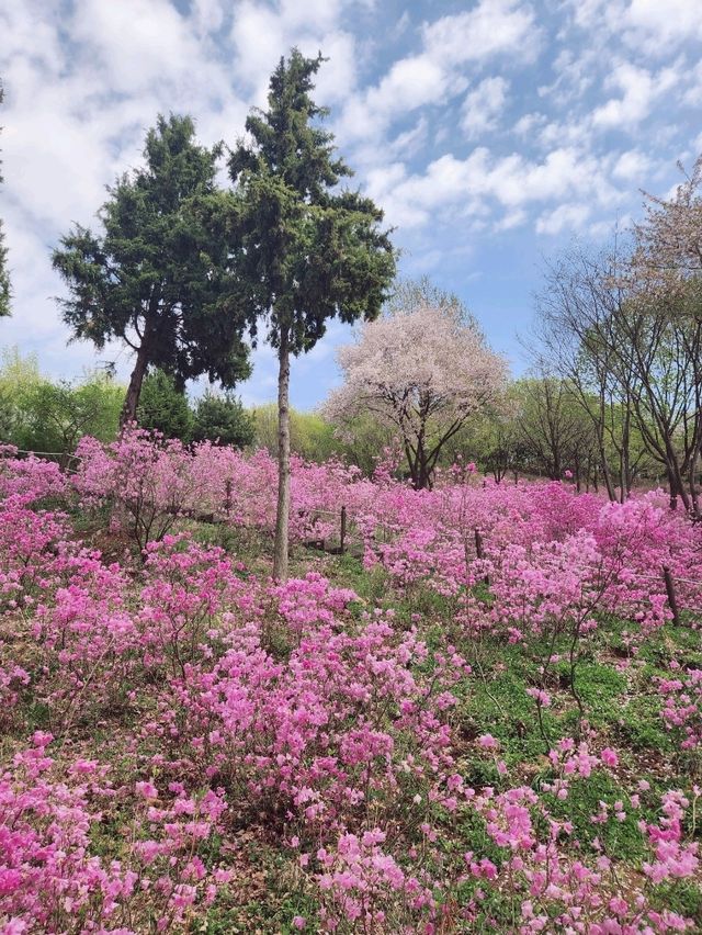 진잘래동산 벚꽃축제 인생샷🌸