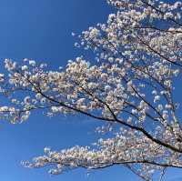 都城市観音池公園の桜