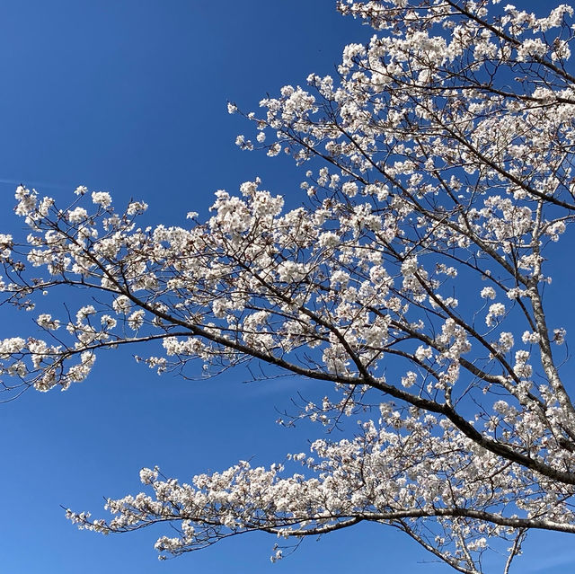 都城市観音池公園の桜