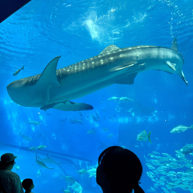 美ら海水族館周辺スポット！