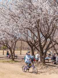 Seoul Forest Park หนึ่งในจุดชมพ็อตกตที่สวยสุดในโซล