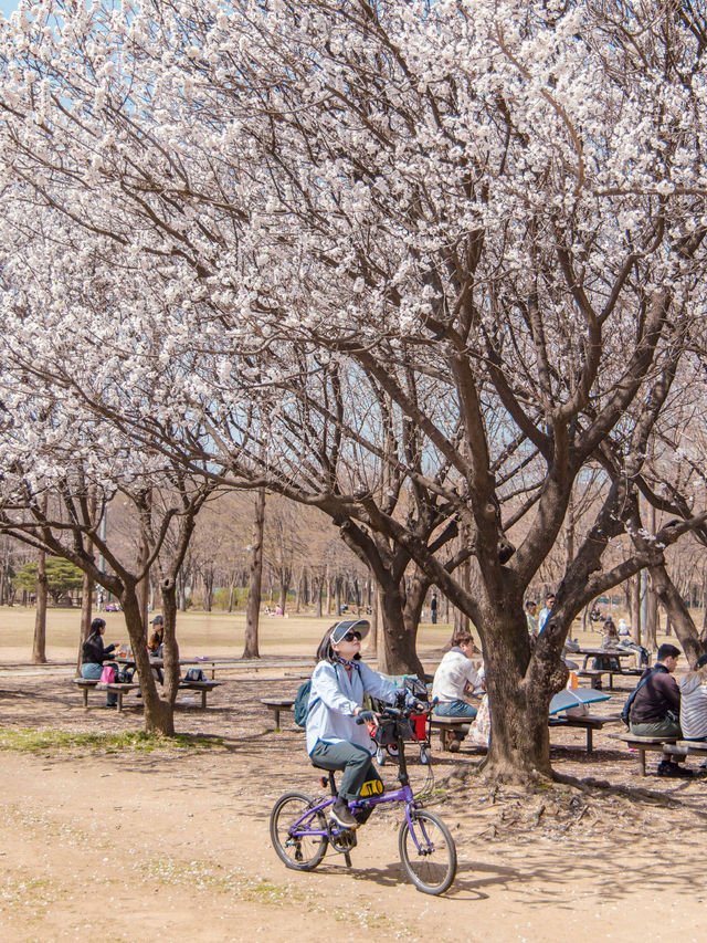 Seoul Forest Park หนึ่งในจุดชมพ็อตกตที่สวยสุดในโซล