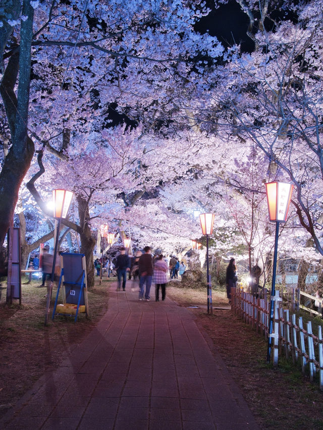 【長野・桜】日本三大桜名所はライトアップもレベチだった🤩見な損スポット🌸※アクセス情報付