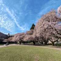 Cherry Blossoms in Seattle