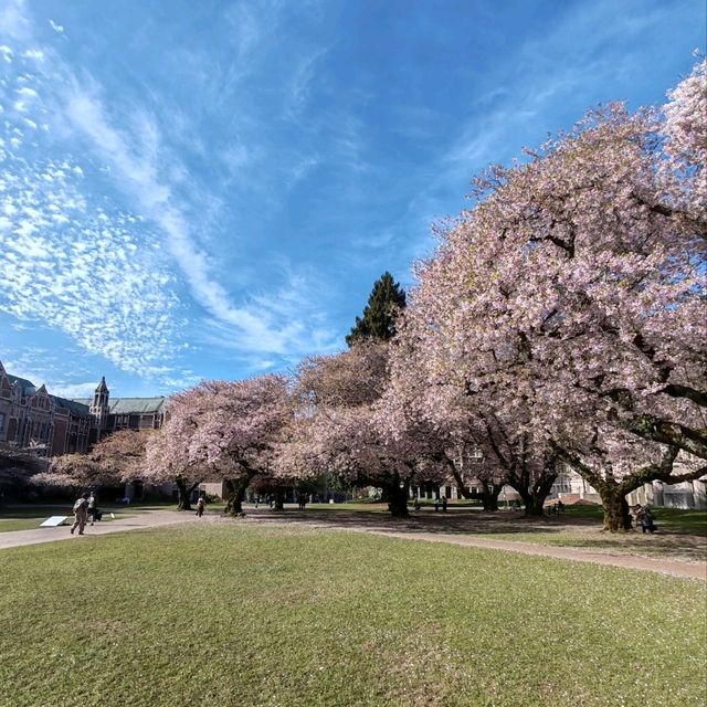 Cherry Blossoms in Seattle