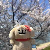 【大邱峨洋橋河畔】漫步櫻花隧道中🌸