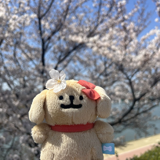 【大邱峨洋橋河畔】漫步櫻花隧道中🌸