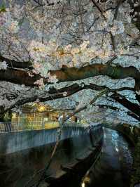 【東京】9割は知らない?!超穴場な夜桜スポット🤍