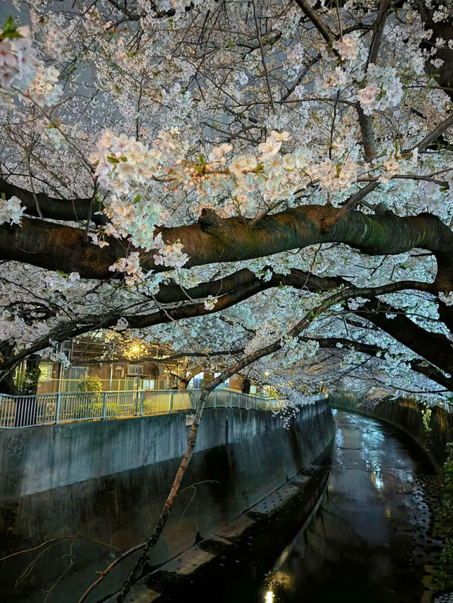 【東京】9割は知らない?!超穴場な夜桜スポット🤍