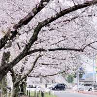 🌸พิกัดลับอุโมงค์ซากุระในฟุกุโอกะ🌸