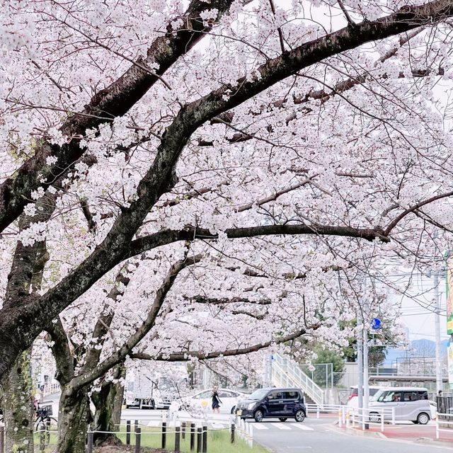 🌸พิกัดลับอุโมงค์ซากุระในฟุกุโอกะ🌸