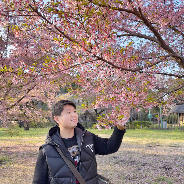 東京🇯🇵小金井公園🌸賞櫻花