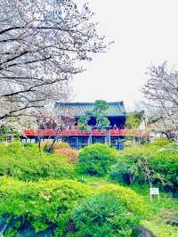 【清水観音堂/東京都】桜咲く季節に訪れてみた