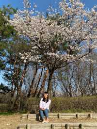 대전 벚꽃명소로 엑스포를 뺄 수 없죠!🌸💗