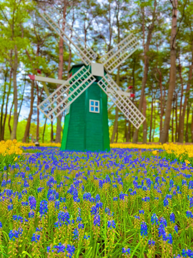 【茨城】まるでブルーの絨毯💙GWは絶景ネモフィラ畑を見に行こう🩵