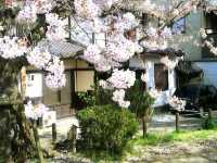 🌸「京都哲學之道，春天賞花好去處」🌸