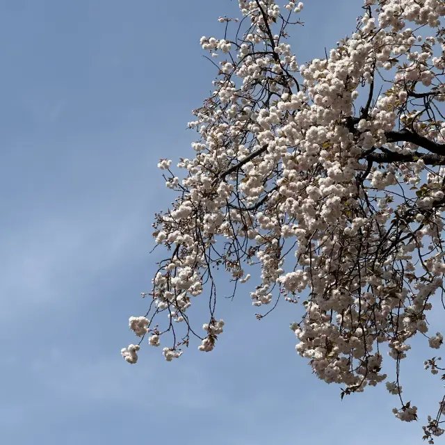 Flowering season at Nagoya 