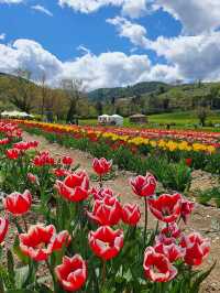 TuliPark - Spoleto