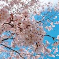 【絶景お花見スポット】目黒川の桜並木