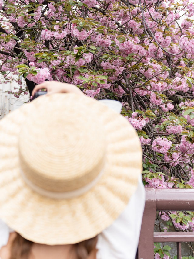 【東京都/中目黒】ソメイヨシノだけじゃない！中目黒で見つけた満開の桜