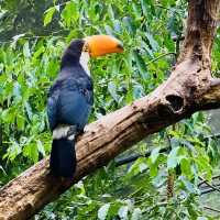 吉隆坡飛禽公園：熱帶鳥語花香，適合感受大自然生命力的理想場所