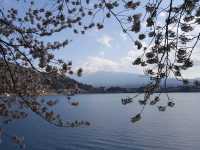 Cherry Blossom best spot at Lake Kawaguchiko