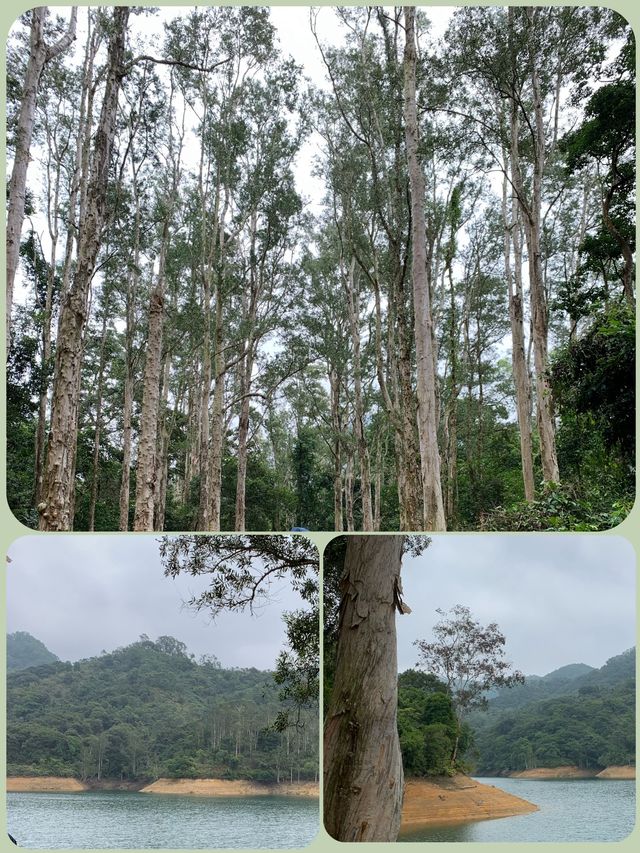 🏞️🌸🚶‍♂️ 春日漫步城門水塘 🌳🌼🌿