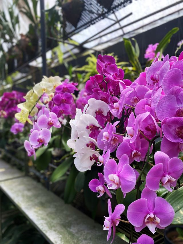 World of Phalaenopsis in countryside 🌹💐🌸