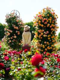 必見！世界が誇る🌹ぎふローズガーデン🌹
