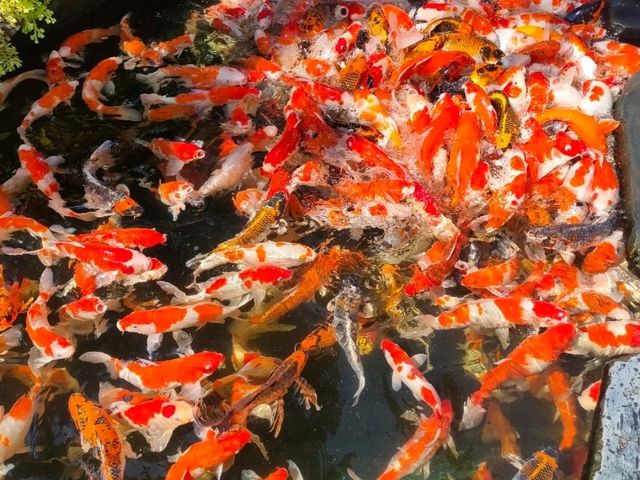เที่ยวดูปลาคราฟ ที่ป้าบุญคาเฟ่