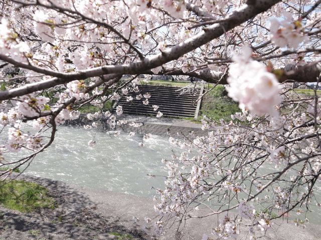 奏でましょう🎵春の四重奏