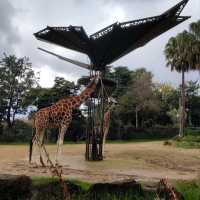 墨爾本動物園 Melbourne Zoo 