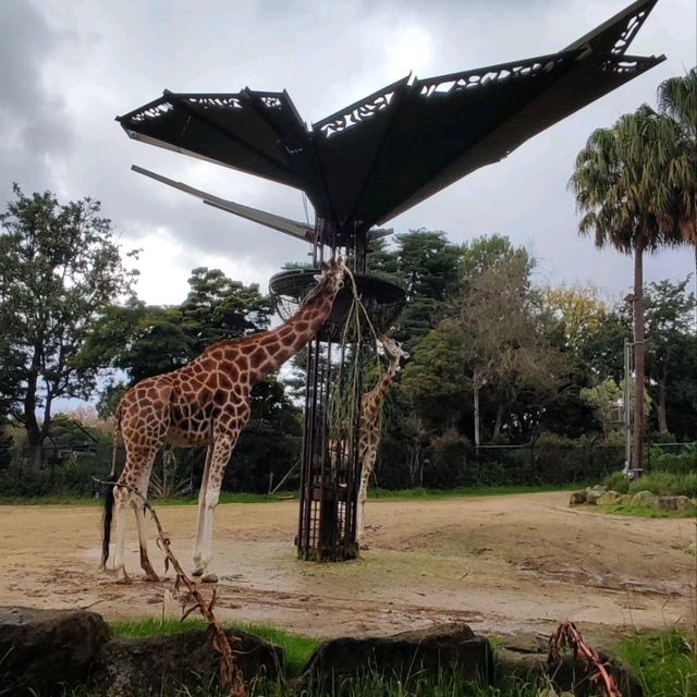墨爾本動物園 Melbourne Zoo 