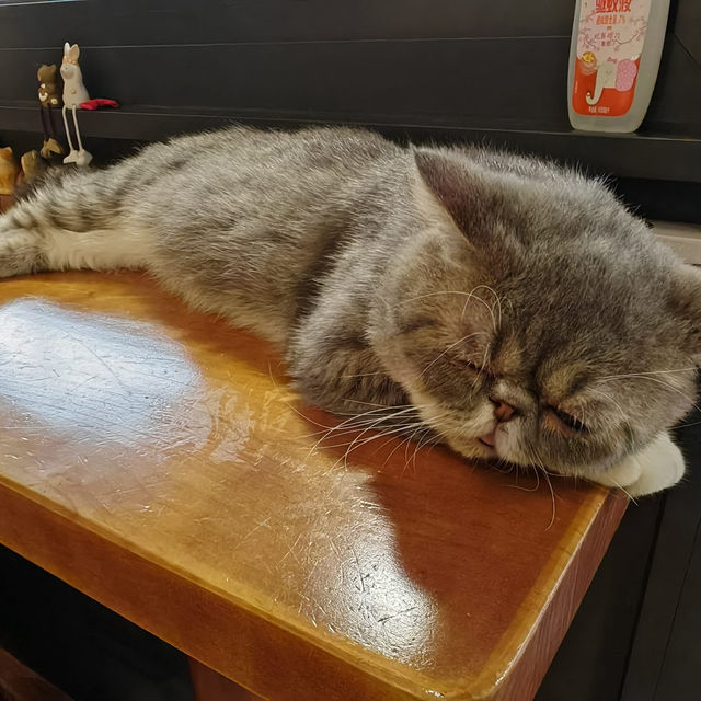 貓咪好可愛❤️