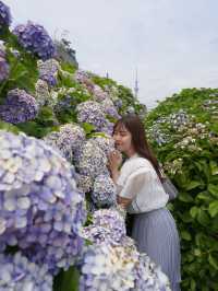 【東京絶景】スカイツリーと紫陽花