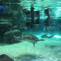 🐠 沖繩必遊景點 - 美麗海水族館！沉浸式海洋奇觀！ 