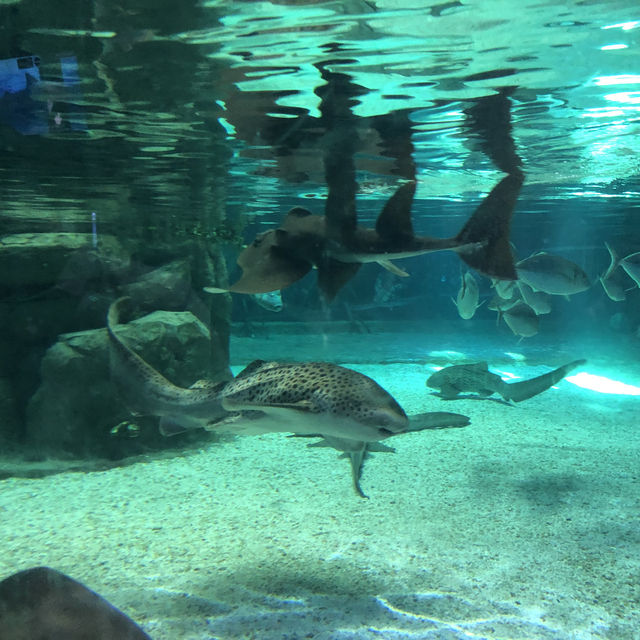 🐠 沖繩必遊景點 - 美麗海水族館！沉浸式海洋奇觀！ 