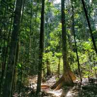 Adventurous jungle trekking at Gunung Lambak, Kluang