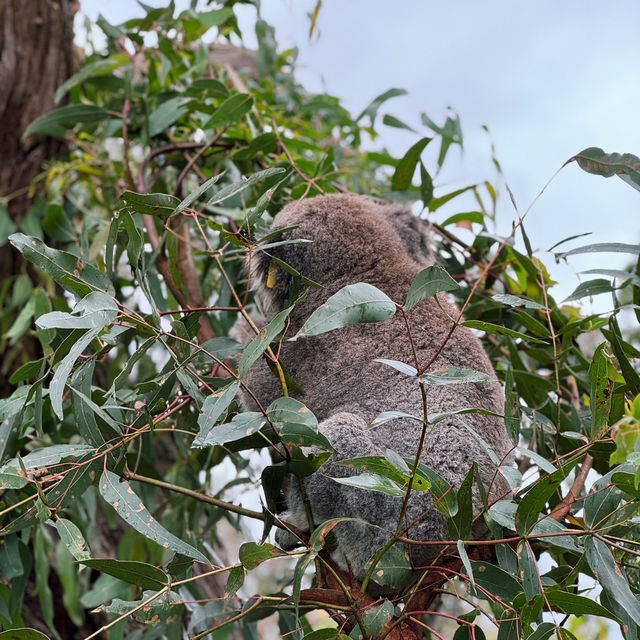 【澳洲】Phillip Island樹熊保育中心：近距離觀察樹熊!🐨