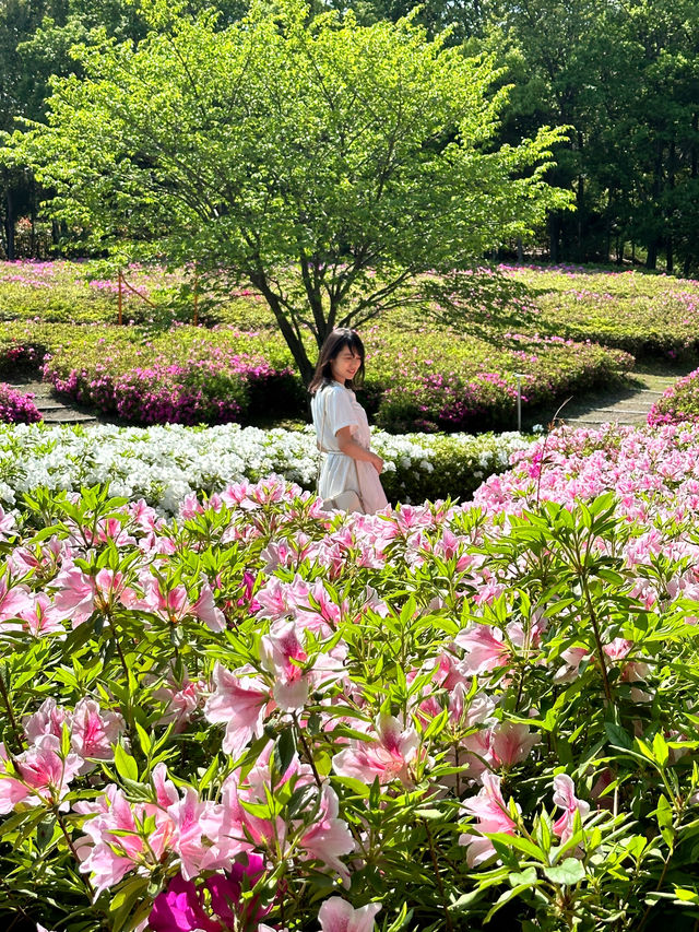 〜神奈川県〜超穴場スポット！関東最大！絶景すぎるつつじ畑🌸
