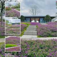 【紫藤園】夢幻紫色花海，身心愉悅