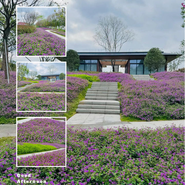 【紫藤園】夢幻紫色花海，身心愉悅