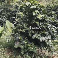 #ภูวิวแคมป์ กางเต็นท์กับบรรยากาศสุดฟินที่ผาฮี้ 