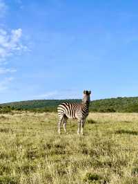 🦁 Experience the Wild at Kruger National Park 