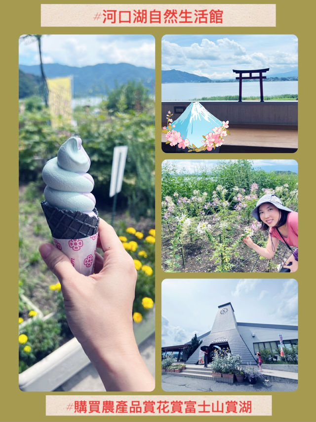 【河口湖】大石公園：薰衣草花海，富士山河口湖美景